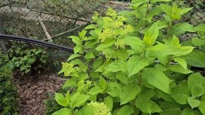 01.08.2025г Прогулка по саду. 🌺Посмотрим, что цветёт..🌺