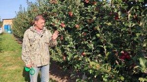 Сорт яблони Сябрина, мой опыт выращивания.