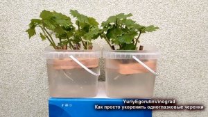 🍇 Простое устройство ДЛЯ УКОРЕНЕНИЯ НА ВОДЕ. Черенки