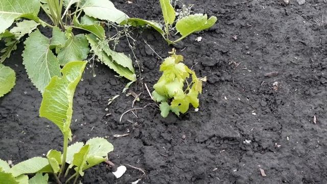 🍇🤣 Трехлетний куст винограда Рубиновой юбилей смотреть онлайн