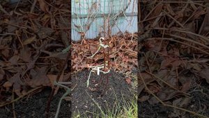 Гортензия, обработка осенью от болезней, подготовка к