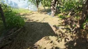 УЖАС В СТАНИЦЕ / ДРУЗЬЯ РОМАНА ПОЕХАЛИ НА ПОМОЩЬ @ShindrMind