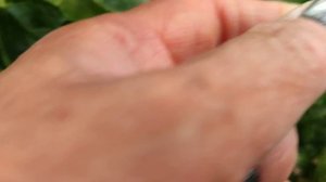 Английский  крыжовник ТЕЛЕГРАФ! Шок - ягода!)) Омск, 13.07.2