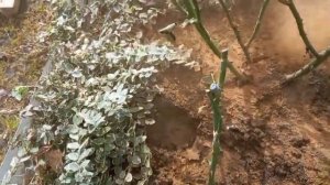 Белокрылка.Начинаю борьбу. Встреча с розами.