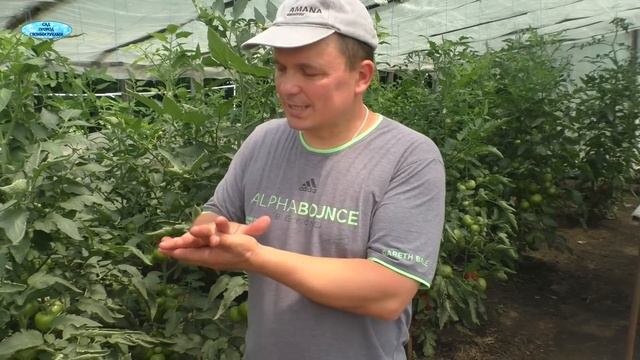 Гумат калия — как правильно развести и подкормить, чт? смотреть онлайн