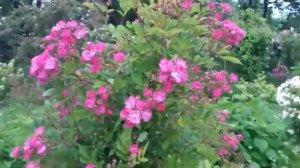 Троянда Робін Гуд - рожева красуня (Rose Robin Hood)