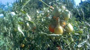 Томат Розовый каскад. 2021