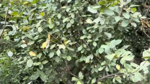 ХАТА НА КУБАНИ🏡ПРИЕХАЛИ НА ДАЧУ🙋🏼♀️