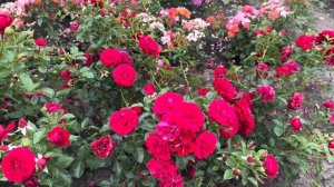 Диззи Хайтс?) Ну, очень нравится!!!!