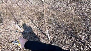 Обрезка яблонь на М9.Ошибки в интенсивном саду. (Обрізк
