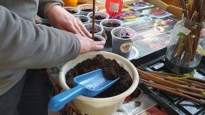 Виноград.Укоренение черенков.Февраль2023