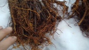 внешнее отличие подвоя Элин и Ва 29 в продолжение  обсу?