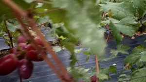 Виноград Атаман Платов(Донское казачество) виноградн?