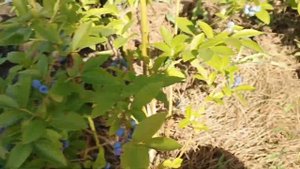 Не растет голубика. Все причины.