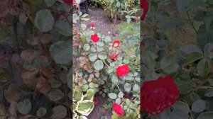 Роза  плетистая  рамблер  Момо(Momo).