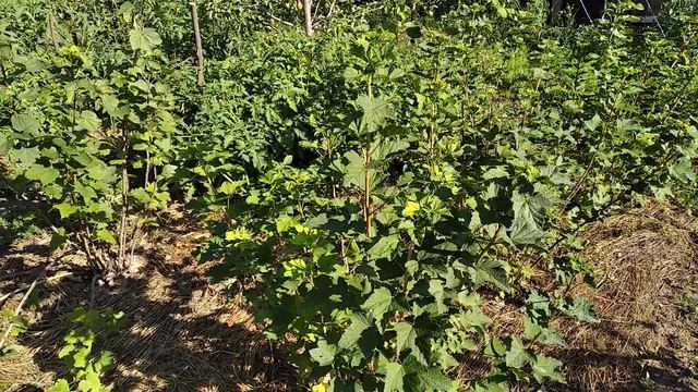 ОБРАБОТКА И ОБРЕЗКА ВИНОГРАДА И КРАСНОЙ СМОРОДИНЫ В И? смотреть онлайн