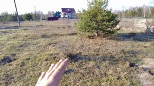 Облепиха, Как сажать опылителей? Схема посадки Мальчи?