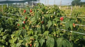 Малина мапема, обзор плодоношения