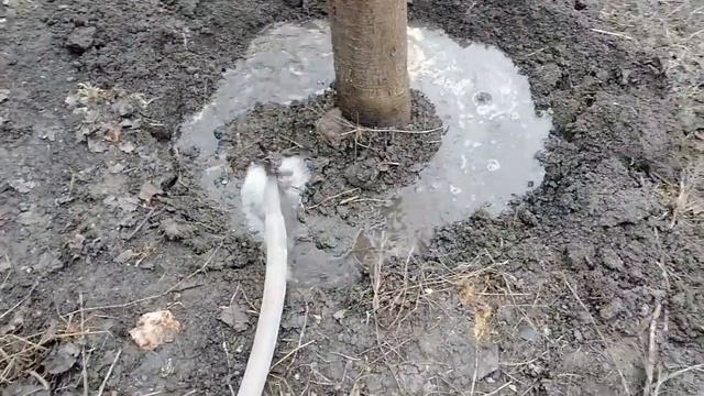 Весенняя подкормка плодовых деревьев. В погребе вода ? смотреть онлайн