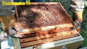 #Пчёлы. Почему пчёлы не носят пыльцу много как мёд. ско?