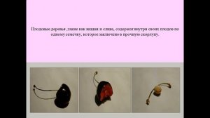 что общего у разных растений 1 класс презентация