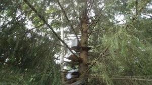 2 Часть . Пчелиный рой . Ловля пчелиных роёв . Как снять ?