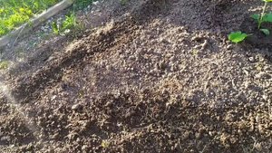 Дача в лесу.. Почти лето, всё посадили...