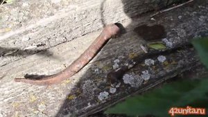 Тестируем дешевые металлоискатели Поиск старины в заброшенной деревне