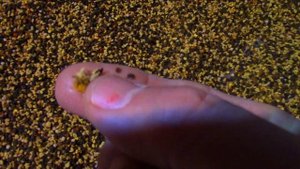 ГДЕ КУПИТЬ ПЧЕЛИНУЮ ПЫЛЬЦУ●КАК ПРИНИМАТЬ ПЫЛЬЦУ●ПОЛ