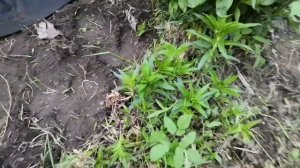 Подготовка клумбы, закрываем укрывным материалом, про
