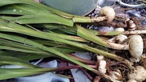 Убираю на хранение гладиолусы.