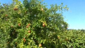 Как растёт Гранат, Крым Севастополь