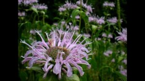 МОНАРДА  (MONARDA)  сем. Губоцветные
