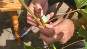 Прививка винограда черным в зелёное. Окулировка, в рас