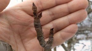 Отличия плодовых и ростовых почек