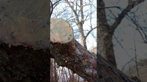 Правильное формирование яблони, обрезка Белого налив?