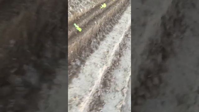 Посадка рассады капусты за май 2020 смотреть онлайн