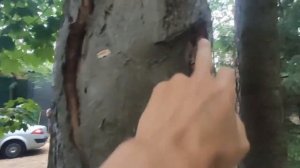 Искусственная кора "Лак- бальзам"