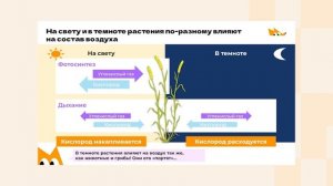 Дыхание растений и фотосинтез | Биология, 6 класс