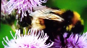 Пчелы и осы . Опыление цветов . Видео