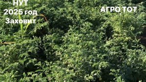 Нут лучшая культура для засухи сорт Заховит АГРО ТОТ