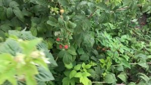 Малина "Зюгана жёлтая" - СУПЕР СОРТ 2019 лето