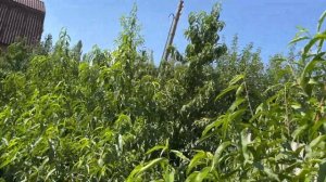 Персики в Воронеже Киевский Ранний 06.08.2025