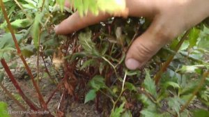 Астильба Арендса Фанал - Fanal. Astilbe arendsii