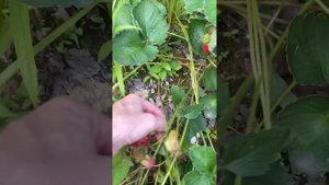 Земляника садовая Кокинская отборная, кюКупчиха, Солн