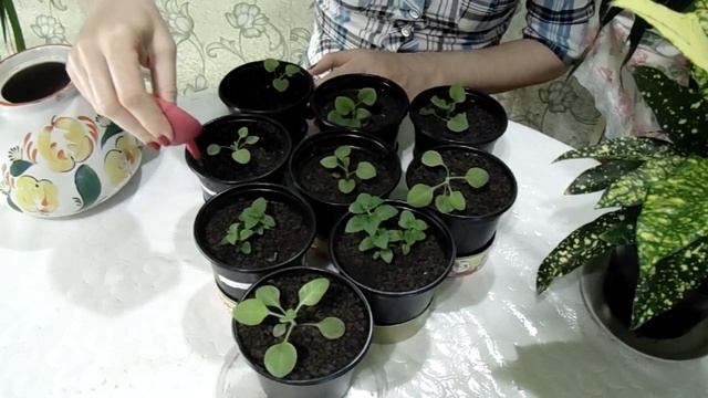 Пикировка петунии и бакопы. Цветение гибискуса. смотреть онлайн