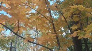 ПРИРОДА_ЛУЧШИЙ ЛЕКАРЬ:МОЛЧА ВЫСЛУШАЕТ, ИСЦЕЛИТ ДУШУ, ПОДАРИТ РАДОСТЬ_И НЕ ВЫДАСТ ВАШУ ТАЙНУ НИКОМУ.