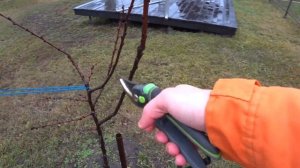 Обрезка Деревьев без Ошибок для Сада Любителей