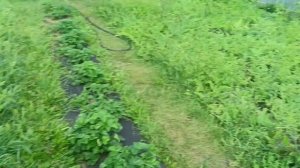 Арбузы🍉бахча🍉 2025