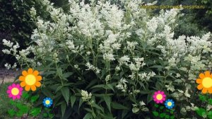 Горец мелкоголовый Ред Дракон. Краткий обзор, описани?